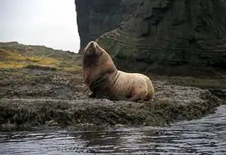 Een stellerzeeleeuw op de kust van Agattu