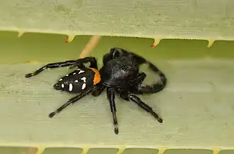 Paraphidippus basalis