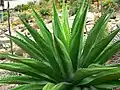 Agave gentryi'