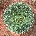 Agave victoriae-reginae
