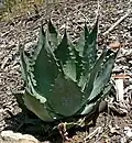 Agave wocomahi