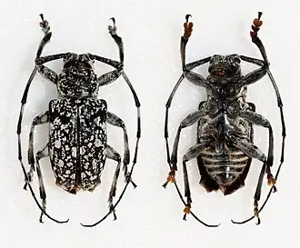 Agelasta lactospreta