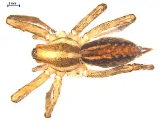Agelenopsis emertoni