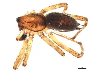 Agelenopsis oregonensis