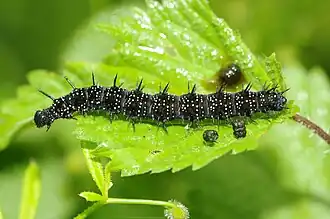 Rups met uitwerpselen