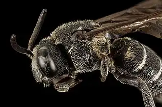 Megachile tridentata