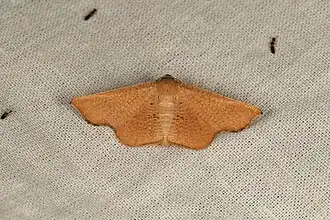 Aglaopus centiginosa