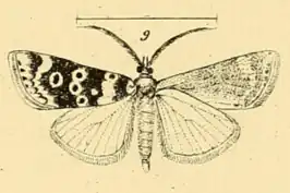Aglossa ocellalis