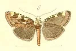 Aglossa signicostalis