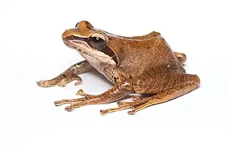 Aglyptodactylus madagascariensis