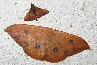 Agnidra discispilaria