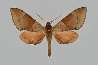 Agnosia orneus