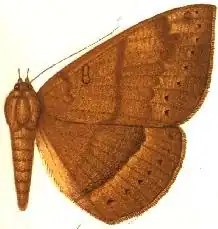 Lygniodes endoleucus