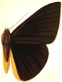 Lygniodes plateni