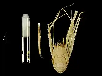 Agononida aequabilis