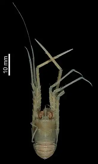 Agononida callirrhoe