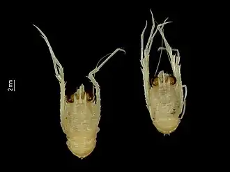 Agononida isabelensis