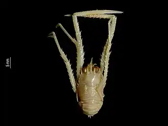 Agononida simillima