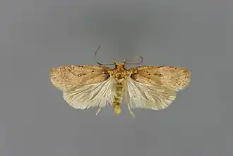 Agonopterix alpigena