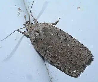 Agonopterix argillacea