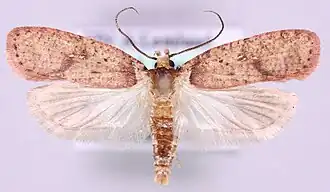 Agonopterix astrantiae