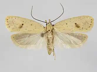 Agonopterix broennoeensis