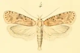 Agonopterix chironiella