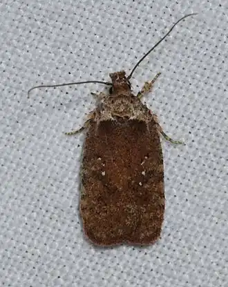 Agonopterix clemensella