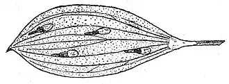 Agonopterix fruticosella