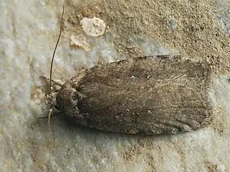 Agonopterix multiplicella