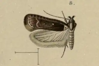 Agonopterix perezi