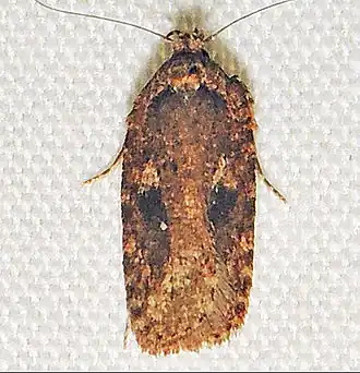 Agonopterix pulvipennella