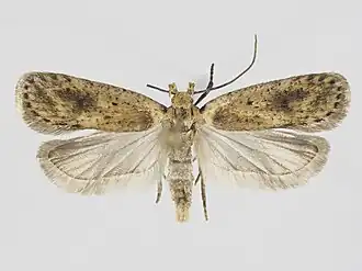 Agonopterix putridella