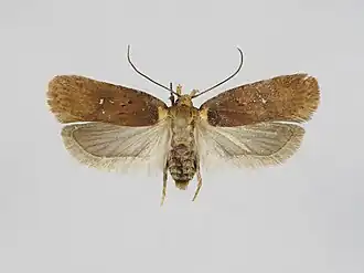 Agonopterix selini