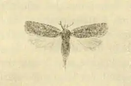 Agonopterix tschorbadjiewi