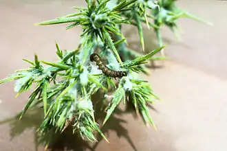 Agonopterix ulicetella