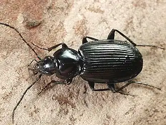 Agonum afrum