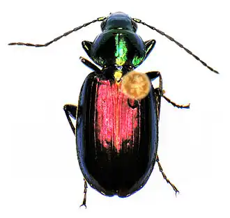 Agonum cupripenne