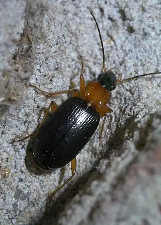 Agonum decorum