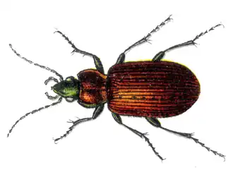 Agonum impressum