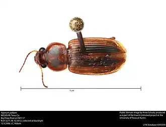 Agonum pallipes