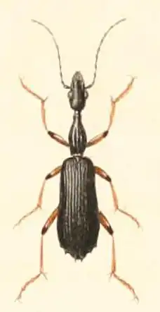 Agra erythrocera