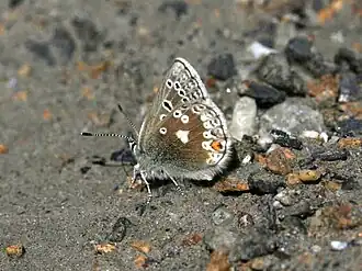 Noordelijk mansschildblauwtje
