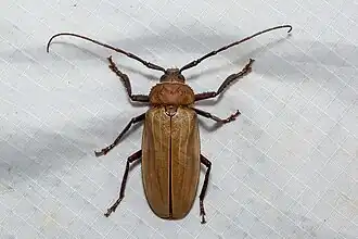 Agrianome spinicollis