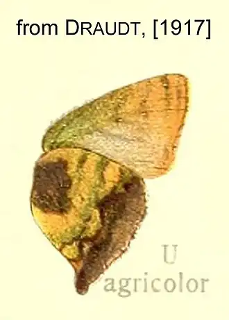 Cyanophrys agricolor