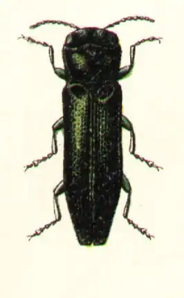 Agrilus angustulus