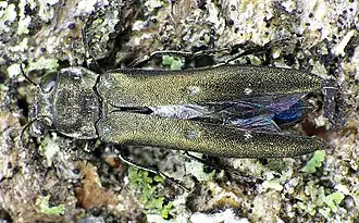 Populierenprachtkever