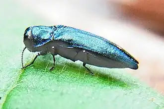 Agrilus cyanescens