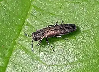 Agrilus laticornis