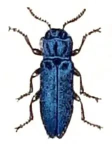 Agrilus sulcicollis